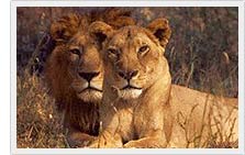 Asiatic Lions - Gir National Park