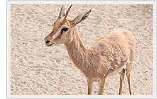 Chinkara - Indian Gazelle