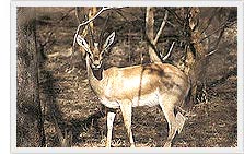 Chinkara - Gajner Wildlife Sanctuary