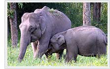 Elephant in Wayanad