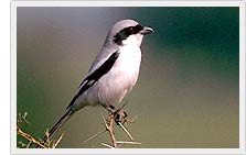 Grey Shrike Perches - Bharatpur Sanctuary