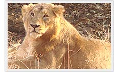 Lion - Gir National Park