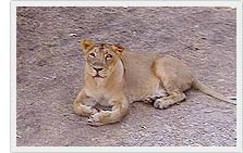Lioness in Sasan Gir Wildlife