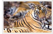 Tiger - Ranthambhore